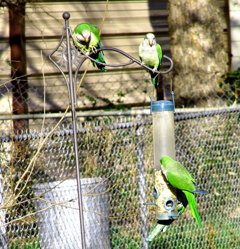My wild backyard Parrots